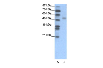 FOXD2 Rabbit Polyclonal Antibody