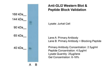 GLI2 Rabbit Polyclonal Antibody