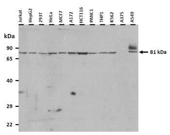MTF1 Rabbit Polyclonal Antibody