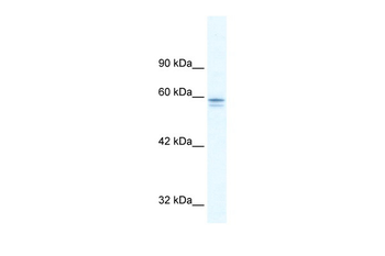 MTF1 Rabbit Polyclonal Antibody