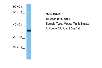WNT4 Rabbit Polyclonal Antibody