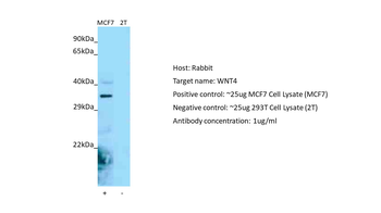 WNT4 Rabbit Polyclonal Antibody