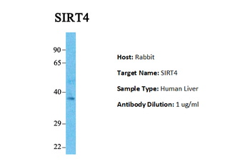 SIRT4 Rabbit Polyclonal Antibody