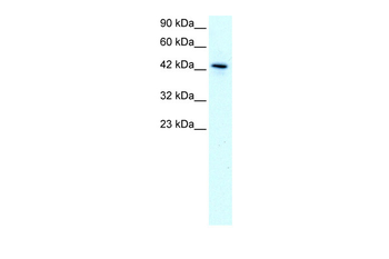 KLF15 Rabbit Polyclonal Antibody