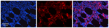 NR4A2 Rabbit Polyclonal Antibody