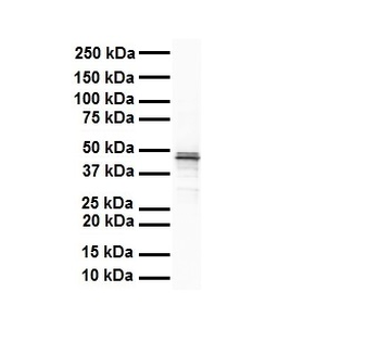 SOX3 Rabbit Polyclonal Antibody