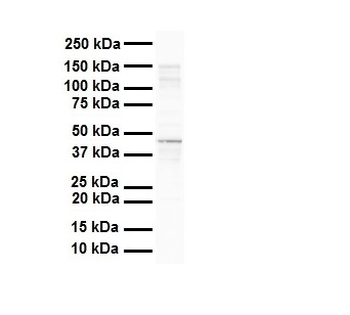 SOX3 Rabbit Polyclonal Antibody