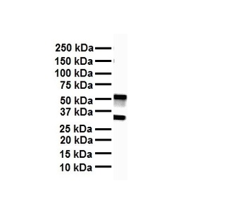 SOX3 Rabbit Polyclonal Antibody