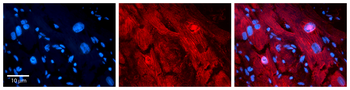 MLX Rabbit Polyclonal Antibody