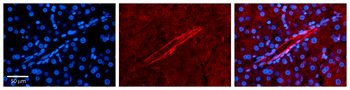 APOBEC3G Rabbit Polyclonal Antibody