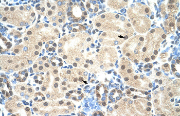MORF4L2 Rabbit Polyclonal Antibody