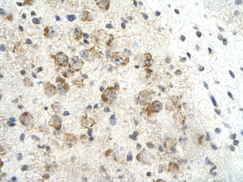 MORF4L2 Rabbit Polyclonal Antibody