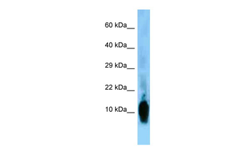 Nrgn Rabbit Polyclonal Antibody