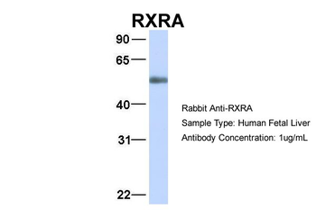 RXRA Rabbit Polyclonal Antibody