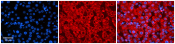 ZYX Rabbit Polyclonal Antibody