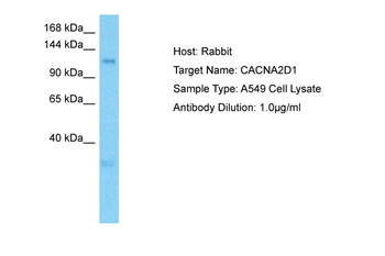 CACNA2D1 Rabbit Polyclonal Antibody