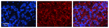 KCNMA1 Rabbit Polyclonal Antibody