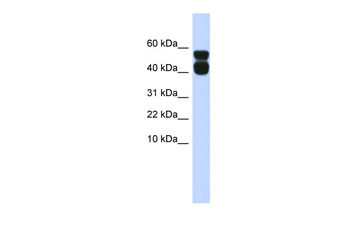 P2RX4 Rabbit Polyclonal Antibody