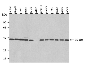 GJD2 Rabbit Polyclonal Antibody