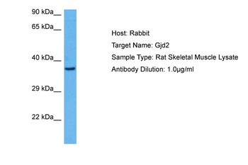 Gjd2 Rabbit Polyclonal Antibody