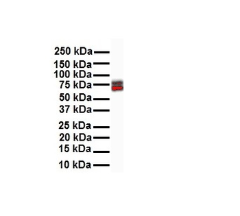 ELF1 Rabbit Polyclonal Antibody
