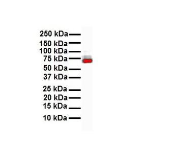 ELF1 Rabbit Polyclonal Antibody
