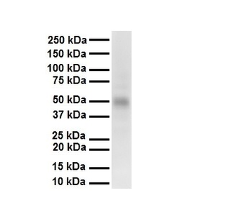 Pias2 Rabbit Polyclonal Antibody