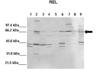 Rel Rabbit Polyclonal Antibody