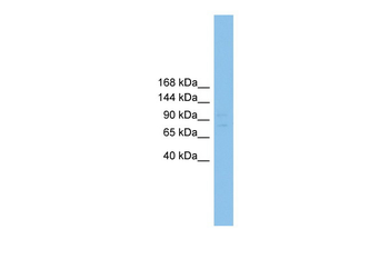 Rfx1 Rabbit Polyclonal Antibody