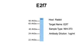 E2f7 Rabbit Polyclonal Antibody