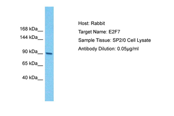 E2f7 Rabbit Polyclonal Antibody