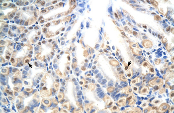 E2f7 Rabbit Polyclonal Antibody