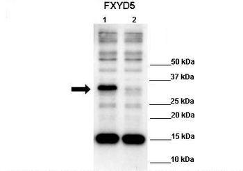 FXYD5 Rabbit Polyclonal Antibody