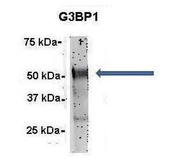G3BP1 Rabbit Polyclonal Antibody
