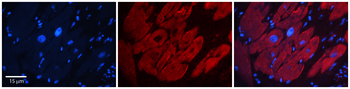 G3BP1 Rabbit Polyclonal Antibody
