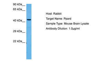 PPARD Rabbit Polyclonal Antibody