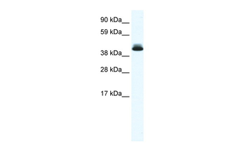 PPARD Rabbit Polyclonal Antibody