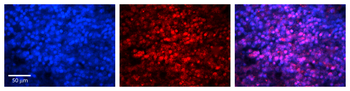 MAX Rabbit Polyclonal Antibody