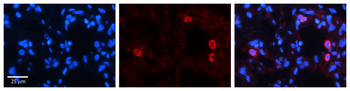 NFATC4 Rabbit Polyclonal Antibody