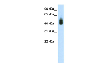 SOX3 Rabbit Polyclonal Antibody