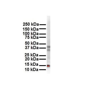 CITED2 Rabbit Polyclonal Antibody