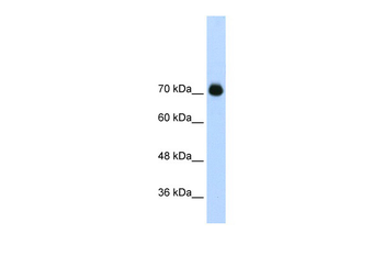 GTF2IRD1 Rabbit Polyclonal Antibody