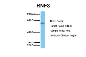RNF8 Rabbit Polyclonal Antibody
