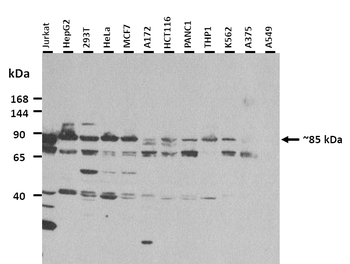 CARS Rabbit Polyclonal Antibody