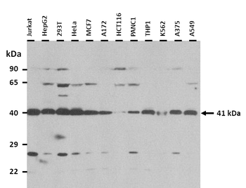 RAE1 Rabbit Polyclonal Antibody