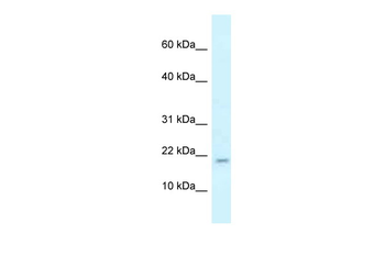 Rbm3 Rabbit Polyclonal Antibody