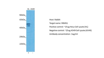 RBMS1 Rabbit Polyclonal Antibody