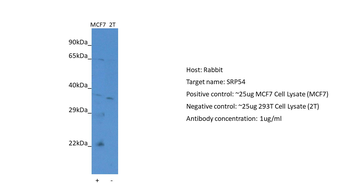 SRP54 Rabbit Polyclonal Antibody