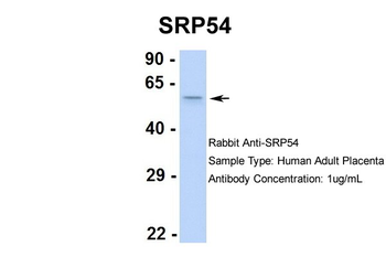 SRP54 Rabbit Polyclonal Antibody