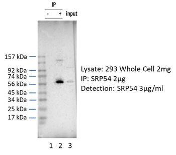 SRP54 Rabbit Polyclonal Antibody
